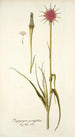 Tragopogon porrifolius - Nikolaus Joseph Freiherr von Jacquin — vy av konstverket