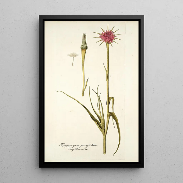 Tragopogon porrifolius - Nikolaus Joseph Freiherr von Jacquin — inramlat konstverk på väggen