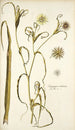 Tragopogon undulatus - Nikolaus Joseph Freiherr von Jacquin — vy av konstverket
