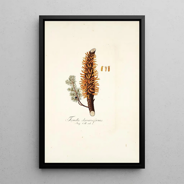 Tremella clavariaeformis - Nikolaus Joseph Freiherr von Jacquin — inramlat konstverk på väggen