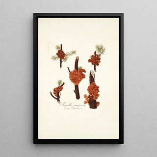 Nikolaus Joseph Freiherr von Jacquin - Tremella juniperina.webp