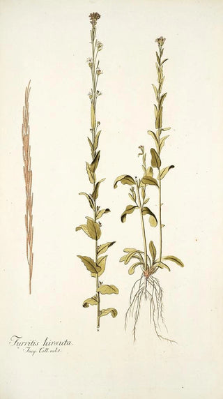 Nikolaus Joseph Freiherr von Jacquin - Turritis hirsuta.webp