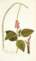 Verbena mutabilis - Nikolaus Joseph Freiherr von Jacquin — vy av konstverket