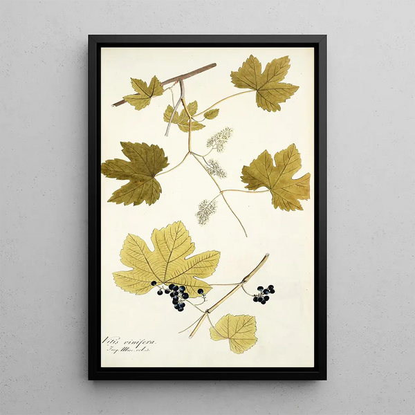 Vitis vinifera - Nikolaus Joseph Freiherr von Jacquin — inramlat konstverk på väggen