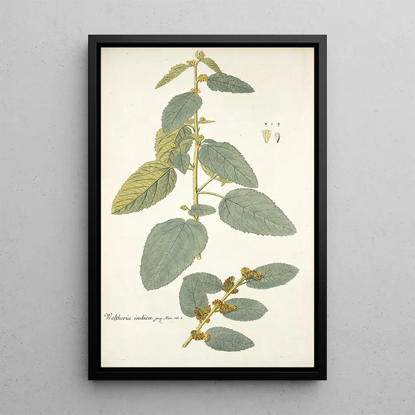 Waltheria indica - Nikolaus Joseph Freiherr von Jacquin — inramlat konstverk på väggen