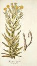 Xeranthemum fulgidum - Nikolaus Joseph Freiherr von Jacquin — vy av konstverket