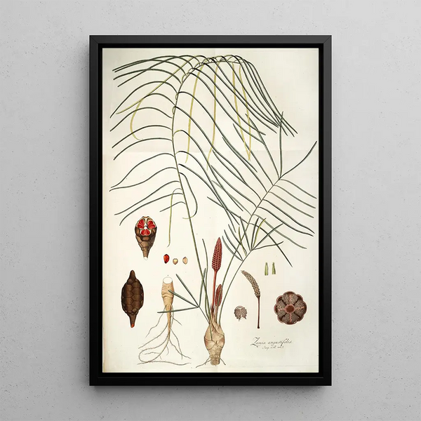 Zamia angustifolia - Nikolaus Joseph Freiherr von Jacquin — inramlat konstverk på väggen