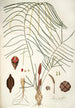 Zamia angustifolia - Nikolaus Joseph Freiherr von Jacquin — vy av konstverket