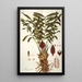 Zamia integrifolia - Nikolaus Joseph Freiherr von Jacquin — inramlat konstverk på väggen