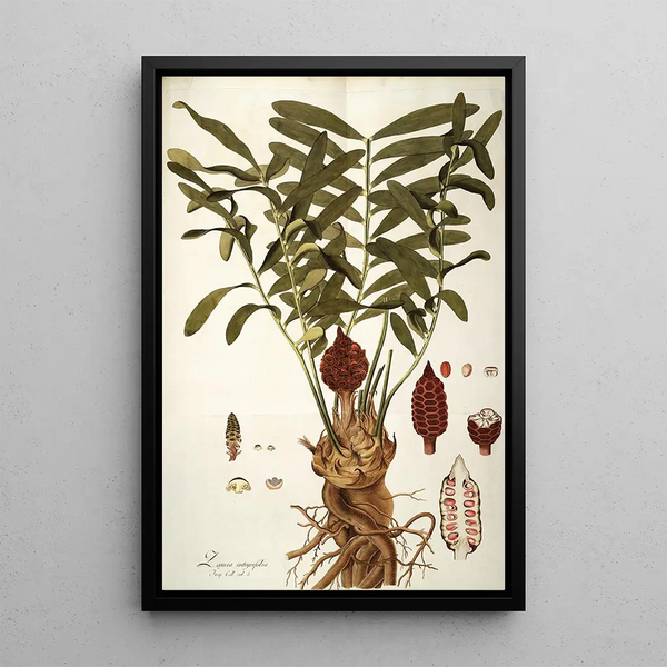 Zamia integrifolia - Nikolaus Joseph Freiherr von Jacquin — inramlat konstverk på väggen