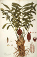 Zamia integrifolia - Nikolaus Joseph Freiherr von Jacquin — vy av konstverket