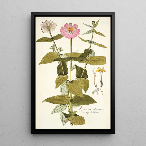 Zinnia elegans - Nikolaus Joseph Freiherr von Jacquin — inramlat konstverk på väggen