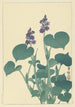 Hosta en blomma - Ohara Koson — vy av konstverket