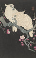 två kakaduor och prunusblommor - Ohara Koson — vy av konstverket
