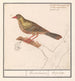 Ortolan Emberiza hortulana - Anselmus Botius de Boodt — vy av konstverket