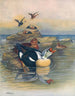 Eider à tête grise II - Otto Murray Dixon — vy av konstverket