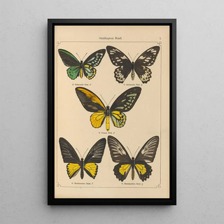 Otto Staudinger - Exotische schmetterlinge Pl001.webp