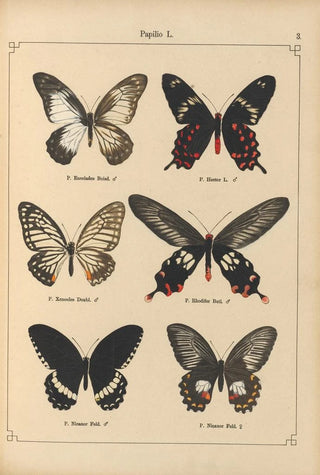 Otto Staudinger - Exotische schmetterlinge Pl003.webp