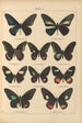 Papillons exotiques Pl008 - Otto Staudinger — vy av konstverket