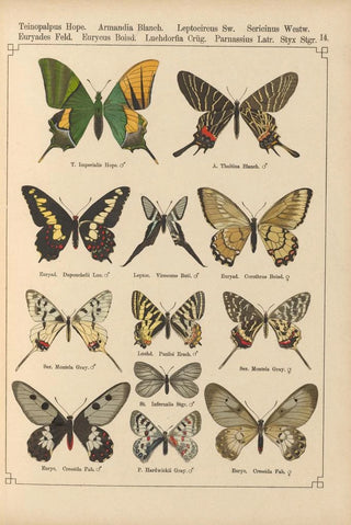 Otto Staudinger - Exotische schmetterlinge Pl014.webp
