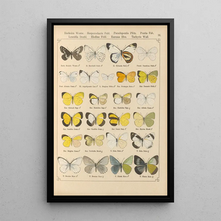 Otto Staudinger - Exotische schmetterlinge Pl016.webp