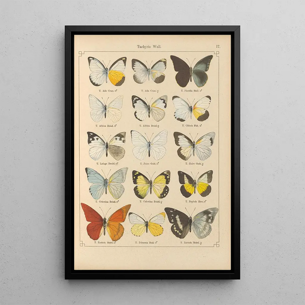 Papillons exotiques Pl017 - Otto Staudinger — inramlat konstverk på väggen