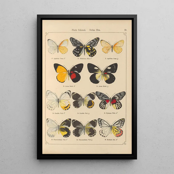 Papillons exotiques Pl019 - Otto Staudinger — inramlat konstverk på väggen