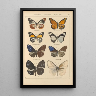 Otto Staudinger - Exotische schmetterlinge Pl025.webp