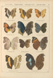 Papillons exotiques Pl038 - Otto Staudinger — vy av konstverket