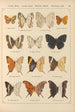 Papillons exotiques Pl045 - Otto Staudinger — vy av konstverket