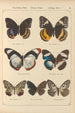 Papillons exotiques Pl047 - Otto Staudinger — vy av konstverket