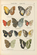 Papillons exotiques Pl053 - Otto Staudinger — vy av konstverket