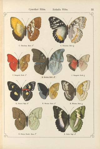 Otto Staudinger - Exotische schmetterlinge Pl053.webp