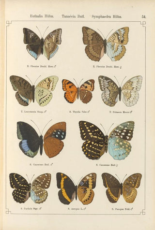 Otto Staudinger - Exotische schmetterlinge Pl054.webp