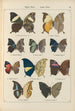 Papillons exotiques Pl061 - Otto Staudinger — vy av konstverket