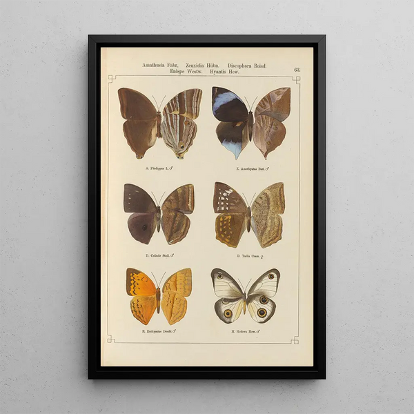 Papillons exotiques Pl063 - Otto Staudinger — inramlat konstverk på väggen