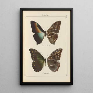 Otto Staudinger - Exotische schmetterlinge Pl066.webp