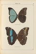 Papillons exotiques Pl068 - Otto Staudinger — vy av konstverket