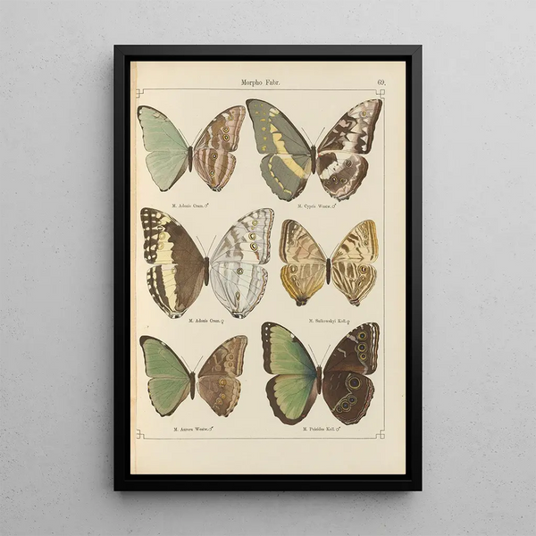 Papillons exotiques Pl069 - Otto Staudinger — inramlat konstverk på väggen