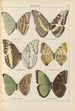 Papillons exotiques Pl069 - Otto Staudinger — vy av konstverket