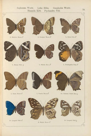 Otto Staudinger - Exotische schmetterlinge Pl078.webp