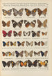 Papillons exotiques Pl087 - Otto Staudinger — vy av konstverket