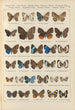 Papillons exotiques Pl088 - Otto Staudinger — vy av konstverket