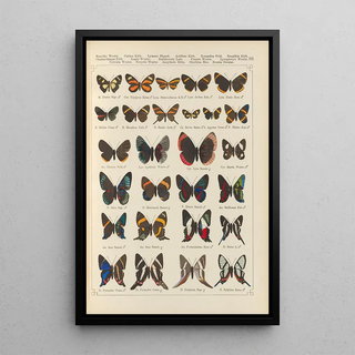 Otto Staudinger - Exotische schmetterlinge Pl089.webp