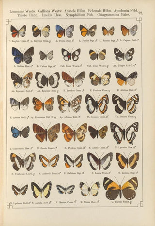 Otto Staudinger - Exotische schmetterlinge Pl092.webp