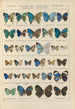 Papillons exotiques Pl097 - Otto Staudinger — vy av konstverket