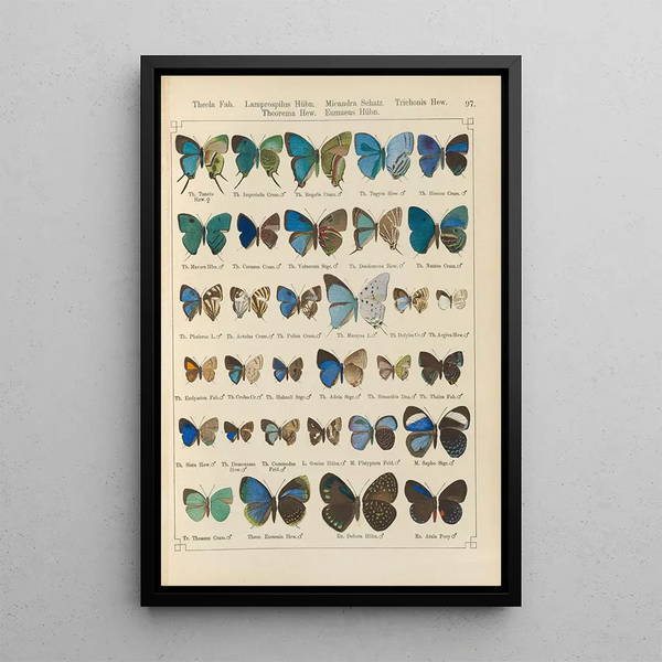 Papillons exotiques Pl097 - Otto Staudinger — inramlat konstverk på väggen
