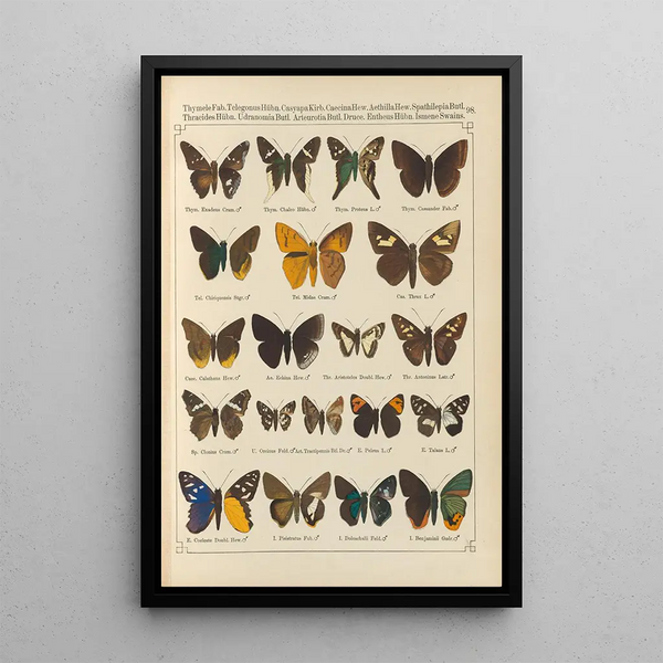 Papillons exotiques Pl098 - Otto Staudinger — inramlat konstverk på väggen