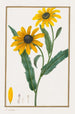 Rudbeckie hérissée - Pancrace Bessa — vy av konstverket