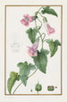 Maurandia semperflorens - Pancrace Bessa — vy av konstverket